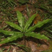 Helminthostachys zeylanica  (L.) Hook.