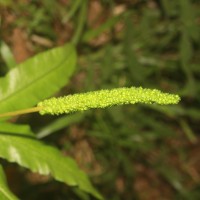 Helminthostachys zeylanica  (L.) Hook.