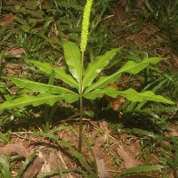 Helminthostachys zeylanica  (L.) Hook.