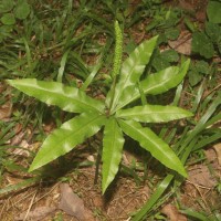 Helminthostachys zeylanica  (L.) Hook.