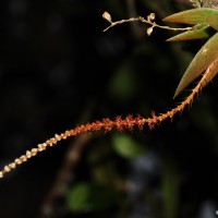 Oberonia meegaskumburae Priyad., Wijew. & Kumar