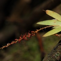 Oberonia meegaskumburae Priyad., Wijew. & Kumar