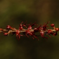 Oberonia meegaskumburae Priyad., Wijew. & Kumar