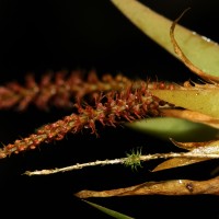 Oberonia meegaskumburae Priyad., Wijew. & Kumar