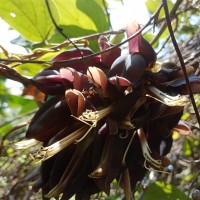 Mucuna atropurpurea (Roxb.) DC. ex Wight