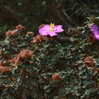 Osbeckia buxifolia Arn.