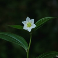 <i>Disporum cantoniense</i> var. cantoniense (Lour.) Merr.