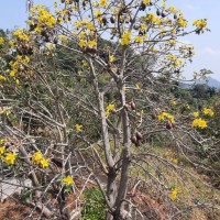 Cochlospermum religiosum (L.) Alston