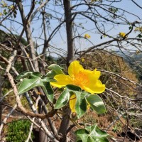 Cochlospermum religiosum (L.) Alston