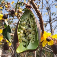 Cochlospermum religiosum (L.) Alston