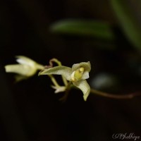 Bulbophyllum trimenii (Hook.f.) J.J.Sm.