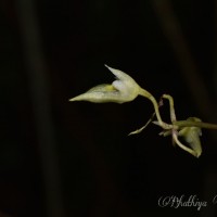 Bulbophyllum trimenii (Hook.f.) J.J.Sm.