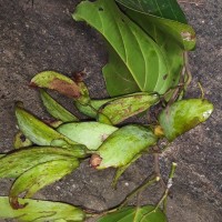 Hopea cordifolia (Thwaites) Trimen