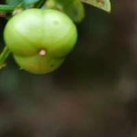 Phyllanthus dealbatus Alston