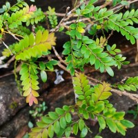 Phyllanthus dealbatus Alston