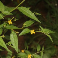 Ludwigia hyssopifolia (G.Don) Exell