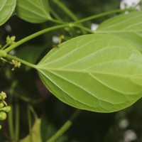 Cosmostigma cordatum (Poir.) M.R.Almeida