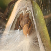 Cosmostigma cordatum (Poir.) M.R.Almeida