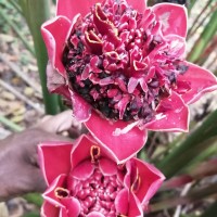 Etlingera hemisphaerica (Blume) R.M.Sm.