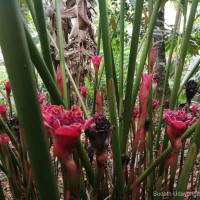 Etlingera hemisphaerica (Blume) R.M.Sm.