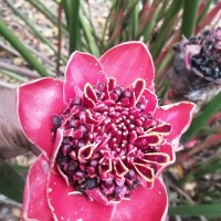 Etlingera hemisphaerica (Blume) R.M.Sm.