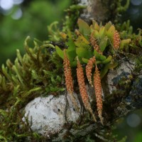 Oberonia brachystachys Lindl. Lindl.