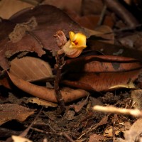 Gastrodia pushparaga Gopallawa, Perera & Madola