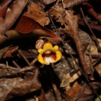 Gastrodia pushparaga Gopallawa, Perera & Madola