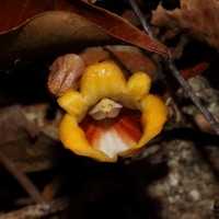 Gastrodia pushparaga Gopallawa, Perera & Madola