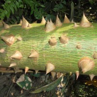 Ceiba pentandra (L.) Gaertn.