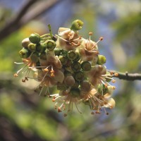 Ceiba pentandra (L.) Gaertn.