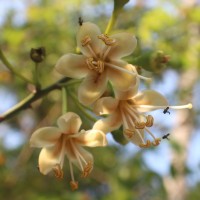 Ceiba pentandra (L.) Gaertn.