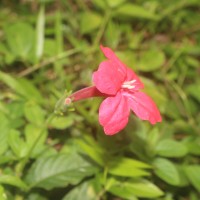 Ruellia elegans Poir.