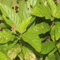 Ruellia elegans Poir.