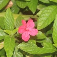 Ruellia elegans Poir.