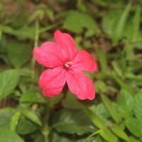 <i>Ruellia elegans</i>  Poir.