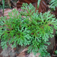 Selaginella cochleata  (Hook. & Grev.) Spring