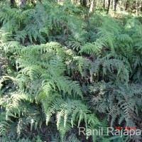 Pteridium revolutum  (Blume) Nakai