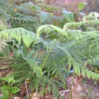 Pteridium revolutum  (Blume) Nakai