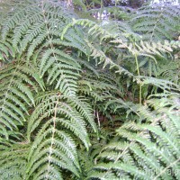 Pteridium revolutum  (Blume) Nakai