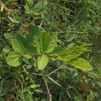 Flemingia lineata (L.) Roxb. ex W.T.Aiton