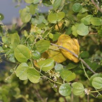 Cocculus hirsutus (L.) W.Theob.