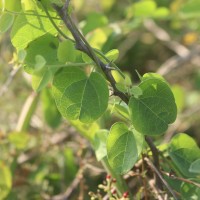 Cocculus hirsutus (L.) W.Theob.