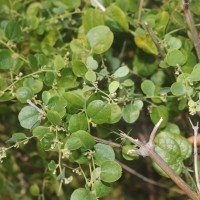 Cocculus hirsutus (L.) W.Theob.