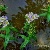 Limnophila aquatica (Roxb.) Alston