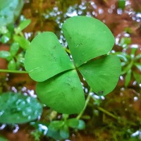 Marsilea minuta  L.