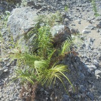 Pteris vittata  L.