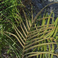 Pteris vittata  L.