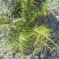 Pteris vittata  L.