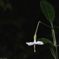 Strobilanthes sripadensis Nilanthi, Gopallawa & Jayawardane